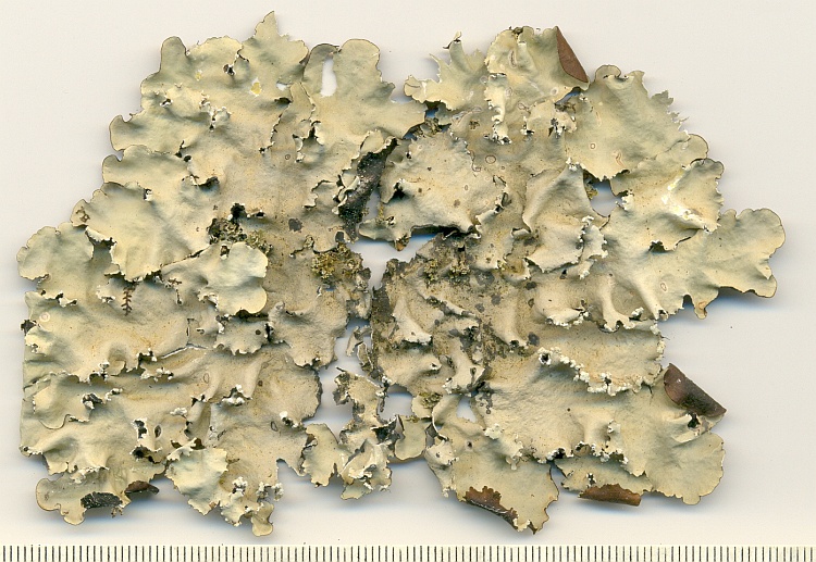 Parmotrema dilatatum from Brazil, Paraná, Guaraqueçaba leg. C.G. Donha1097 (UPCB)